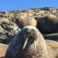 closeup of walrus face on coastal area