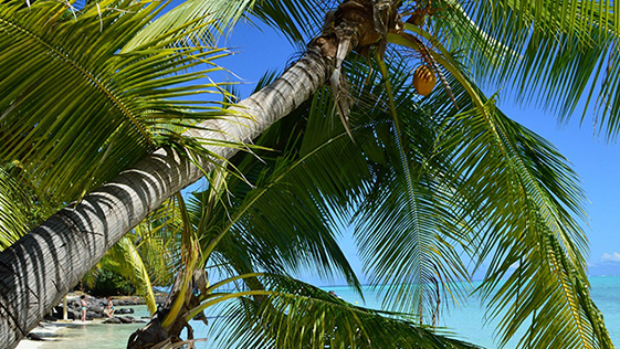 photo d'un palmier sur la plage