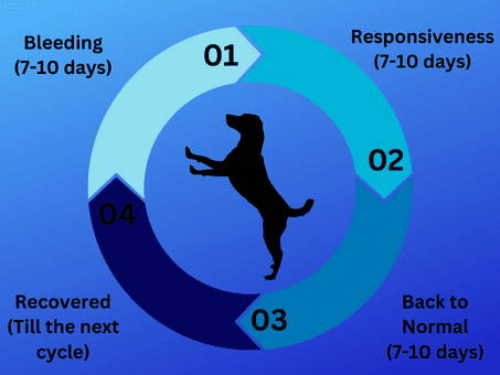 chihuahua heat cycle how long