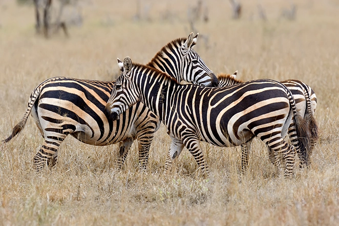 Zèbre sur les prairies en Afrique, parc national du Kenya