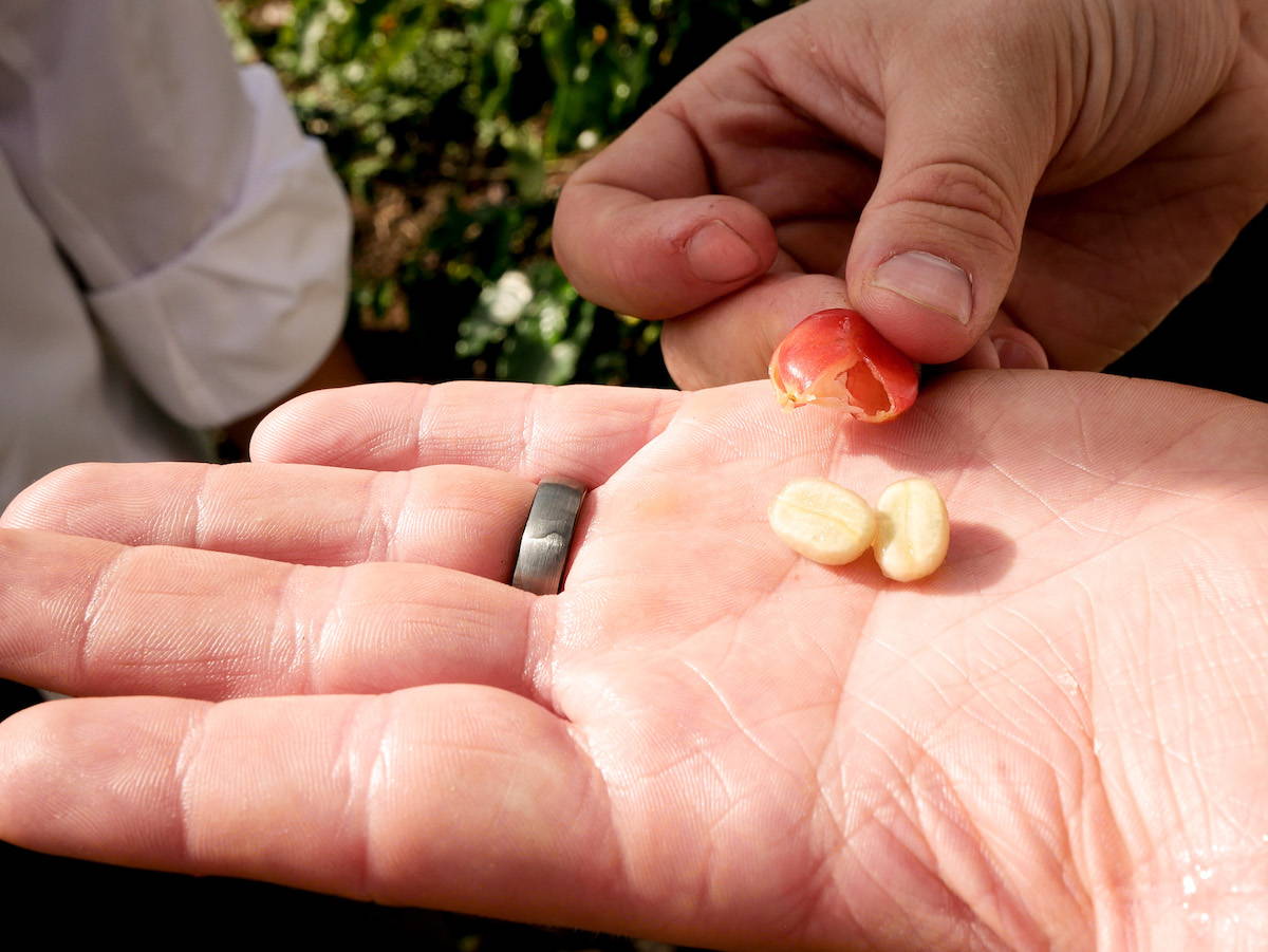 coffee beans separated from cherry