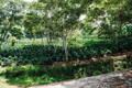 Honduran coffe platnation under the shade of high trees