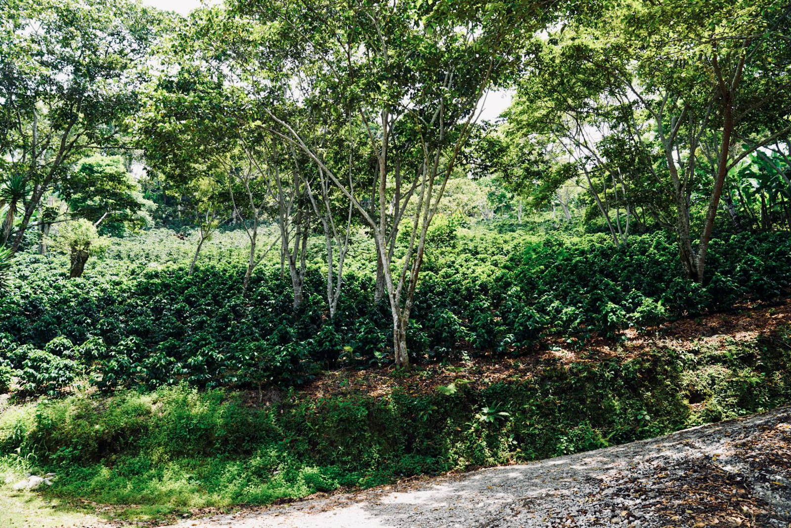 Honduran coffee plantation growing under the shade of high trees