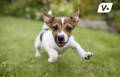 Excited dog with the zoomies running wild and free in a grassy field