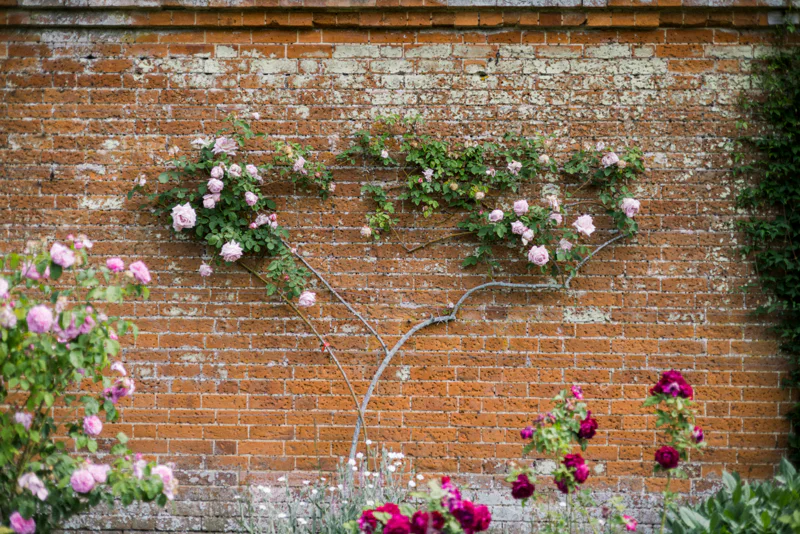 roses growing on a brick wall