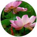 Pink Lotus as Flora Enzymes as natural digestive enzyme found in the best digestive enzyme supplement 