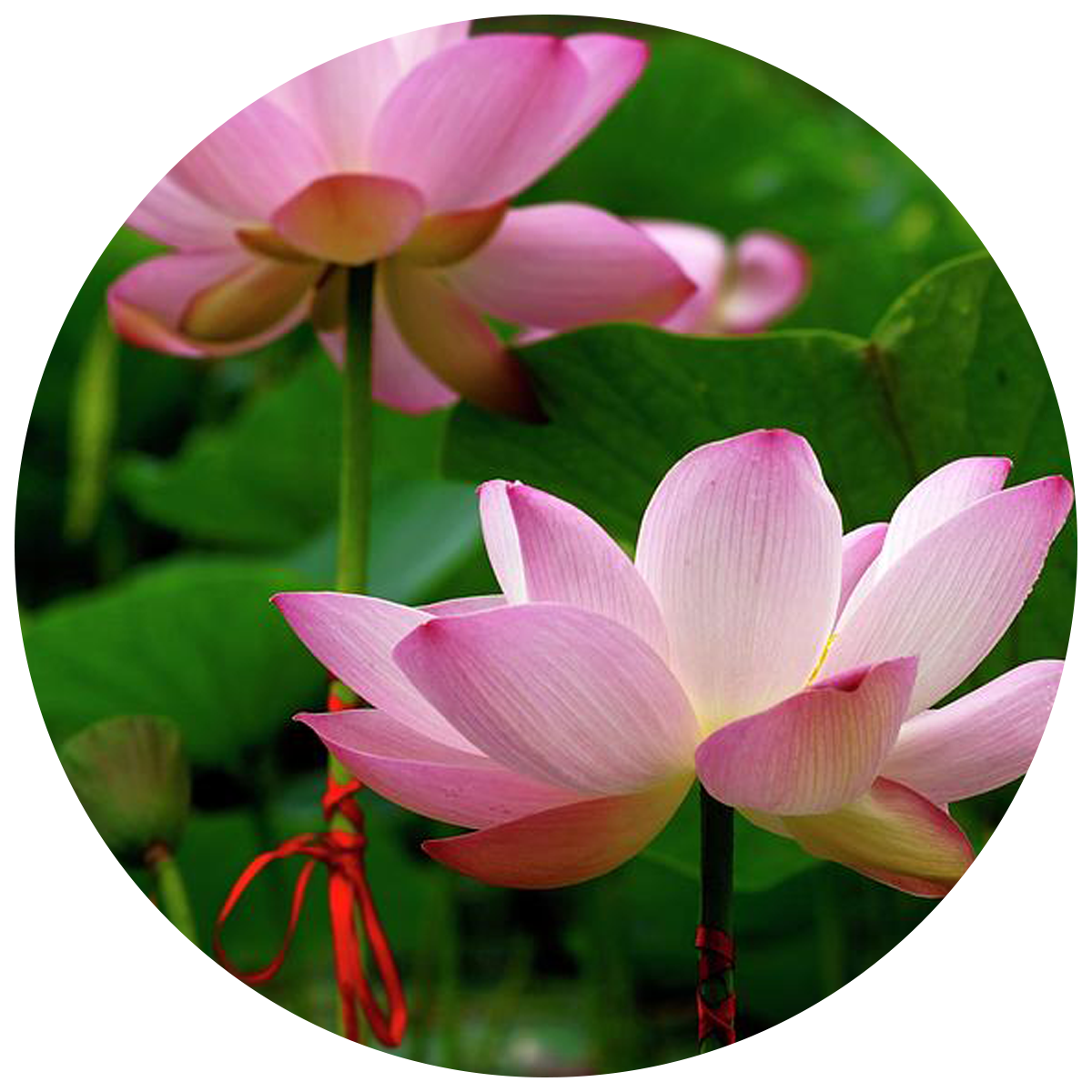 Pink Lotus as Flora Enzymes as natural digestive enzyme found in the best digestive enzyme supplement 
