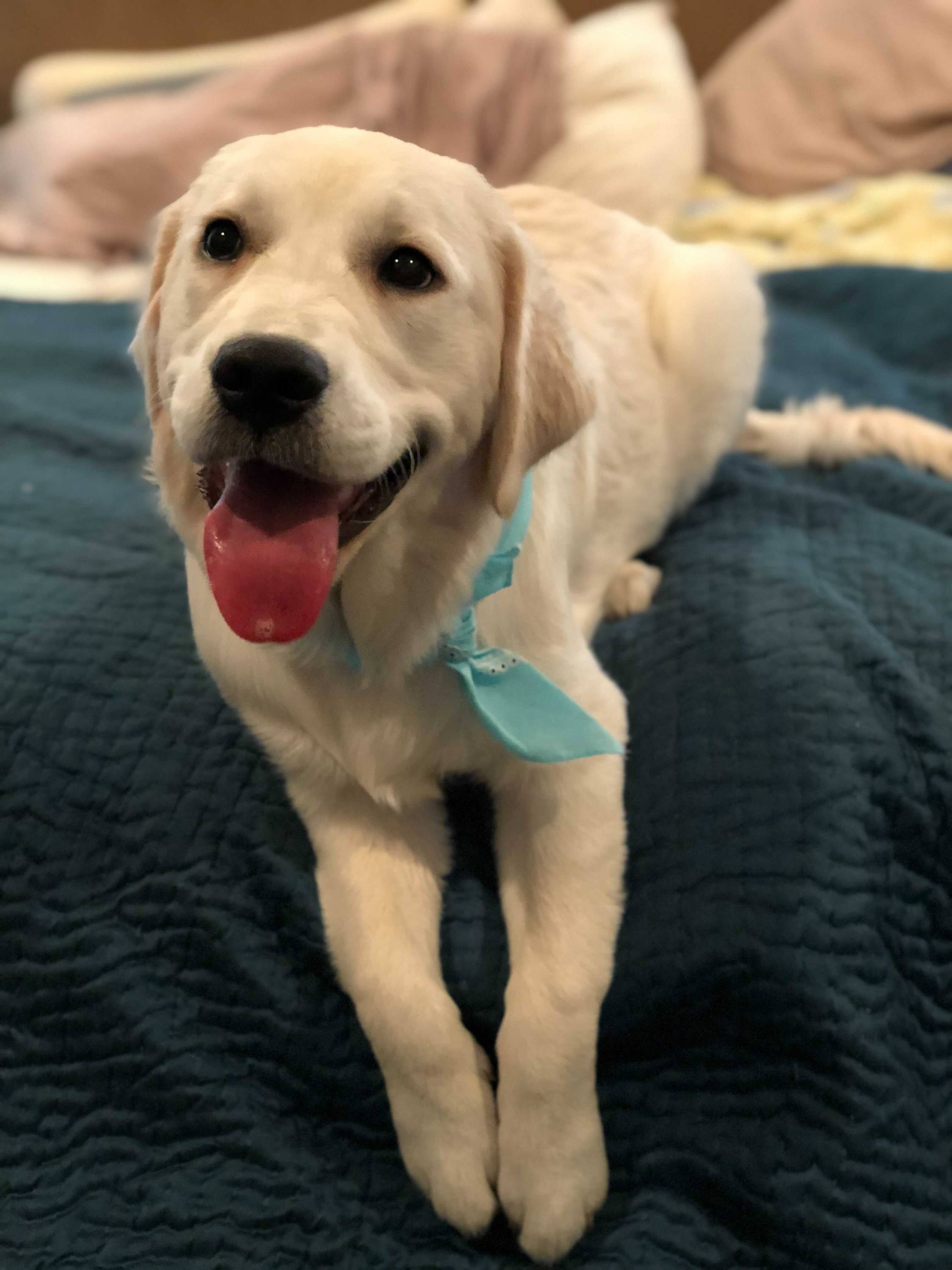 golden retriever wearing bandana 