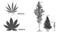 cannabis indica vs cannabis sativa weed plants diagram showing the difference in height, foliage, and leaf