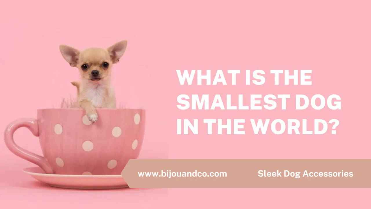 smallest dog in the world