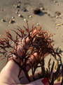 autumn red seaweed from the beach in October