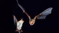 2 flying greater mouse-eared bats