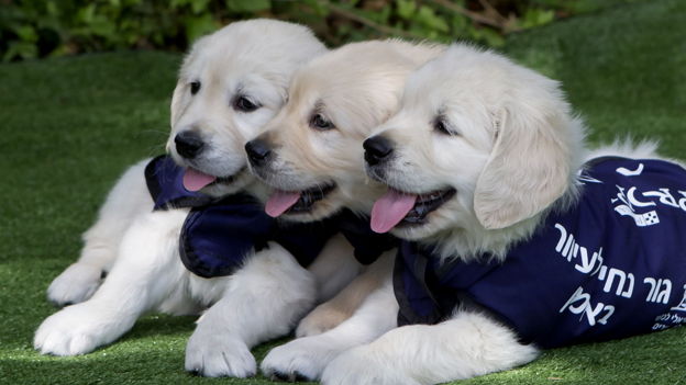 Support the Israel Guide Dog Center Today!