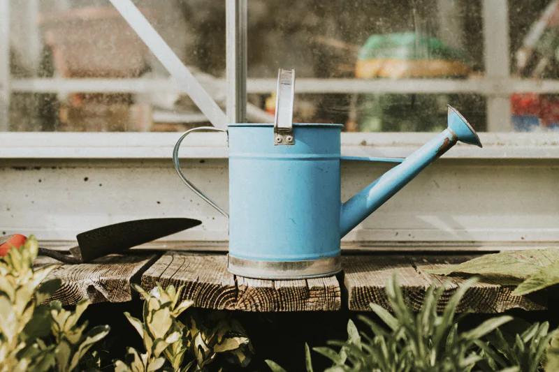 Watering can in the garden