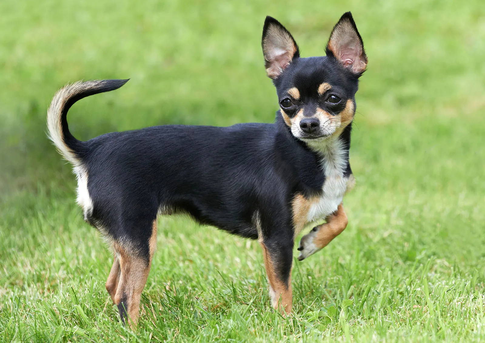 are chihuahuas good guard dogs