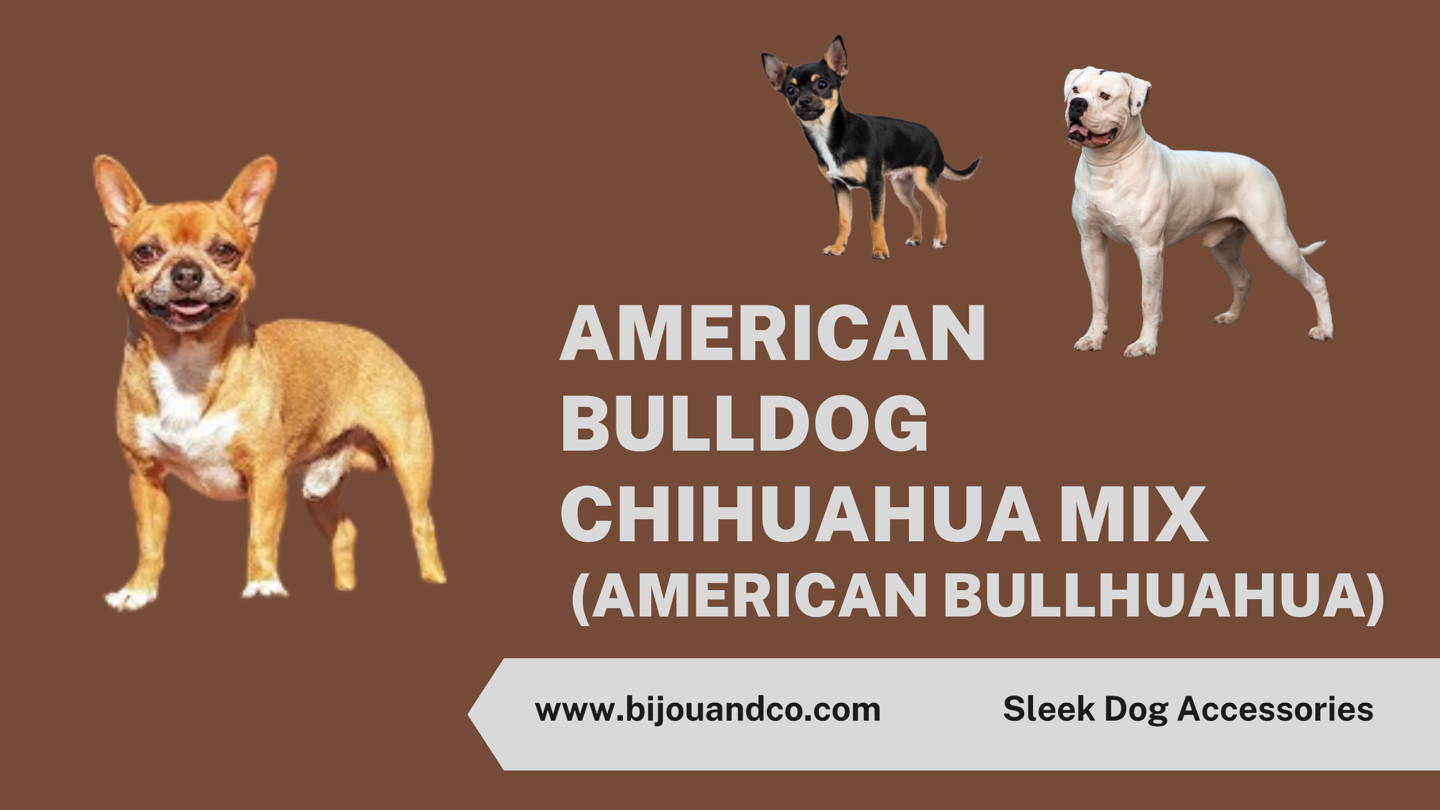 american bullhuahua
