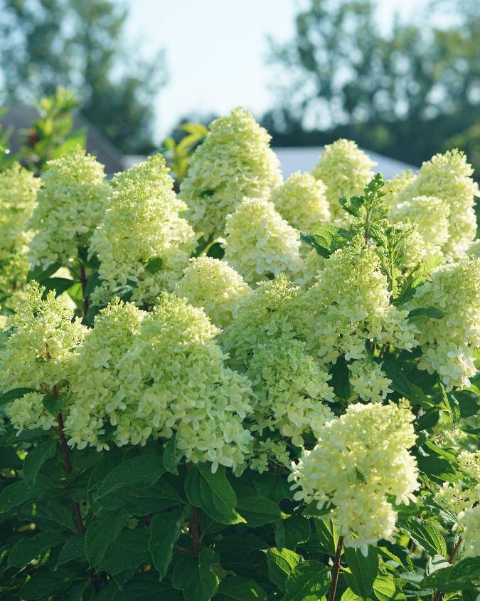 Large green Limelight panicle hydrangea flowers in a summer garden