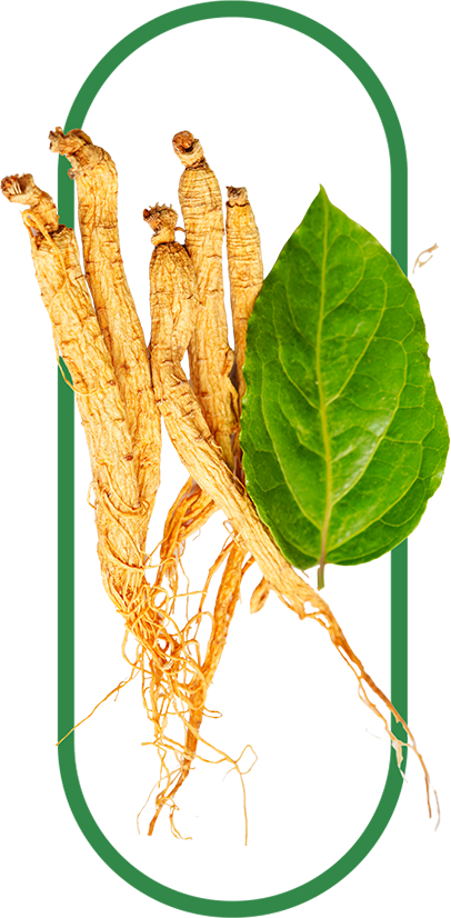 red panax ginseng as main ingredient of ginkgo supplement