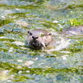 otter swimming in water with head above the surface