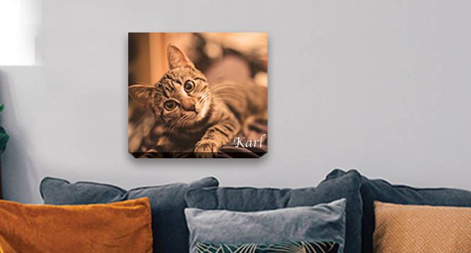 Pet Portraits