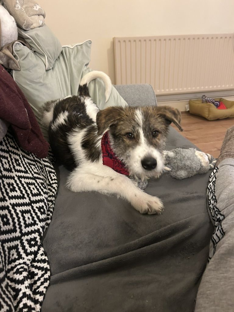 Milo, a lazy dog sits on the sofa wearing a red neckerchief staring at Harriet who is taking the photo