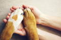 alt="Two dog paws with a heart on one paw resting in two human hands."