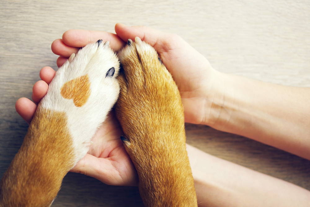 Two dog paws resting in human hands with a heart on one paw