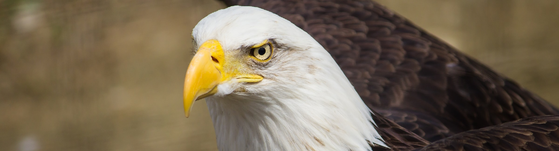 Face of an eagle