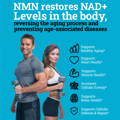 NMN Infographic - Black Forest Supplements