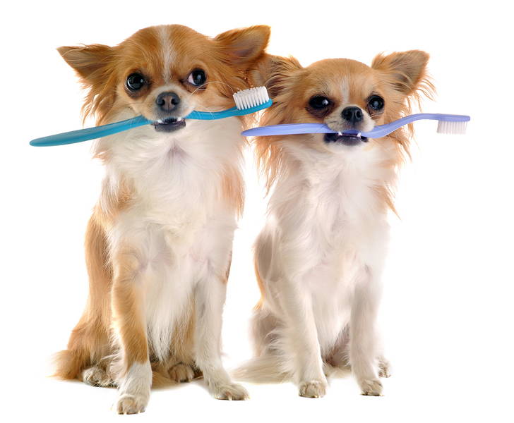 chihuahua brush teeth