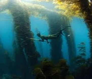 Подводная охота с гарпунами на Косумеле