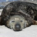 Grey seal laying down looking happy