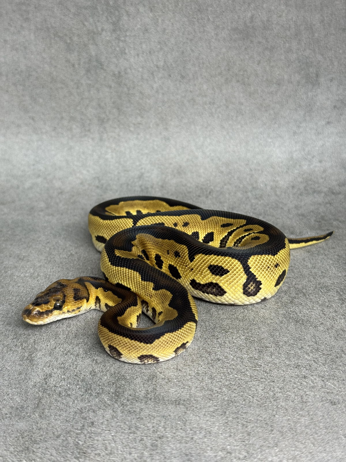 Clown Het Desert Ghost