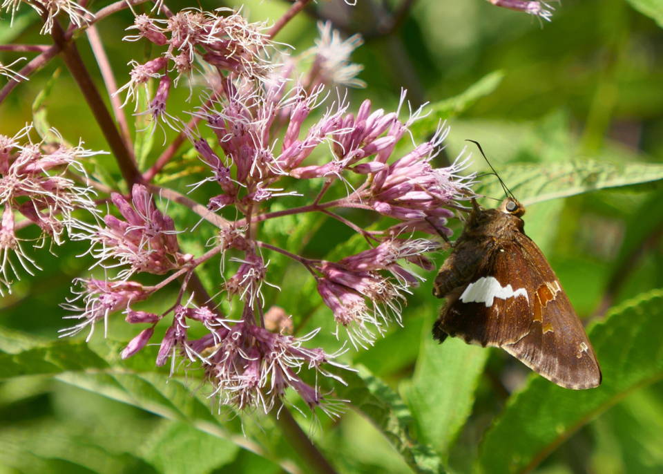 Pollinator feeding on the nectar of pink Joe Pye Weed flowers