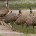 emu_mob_socializing