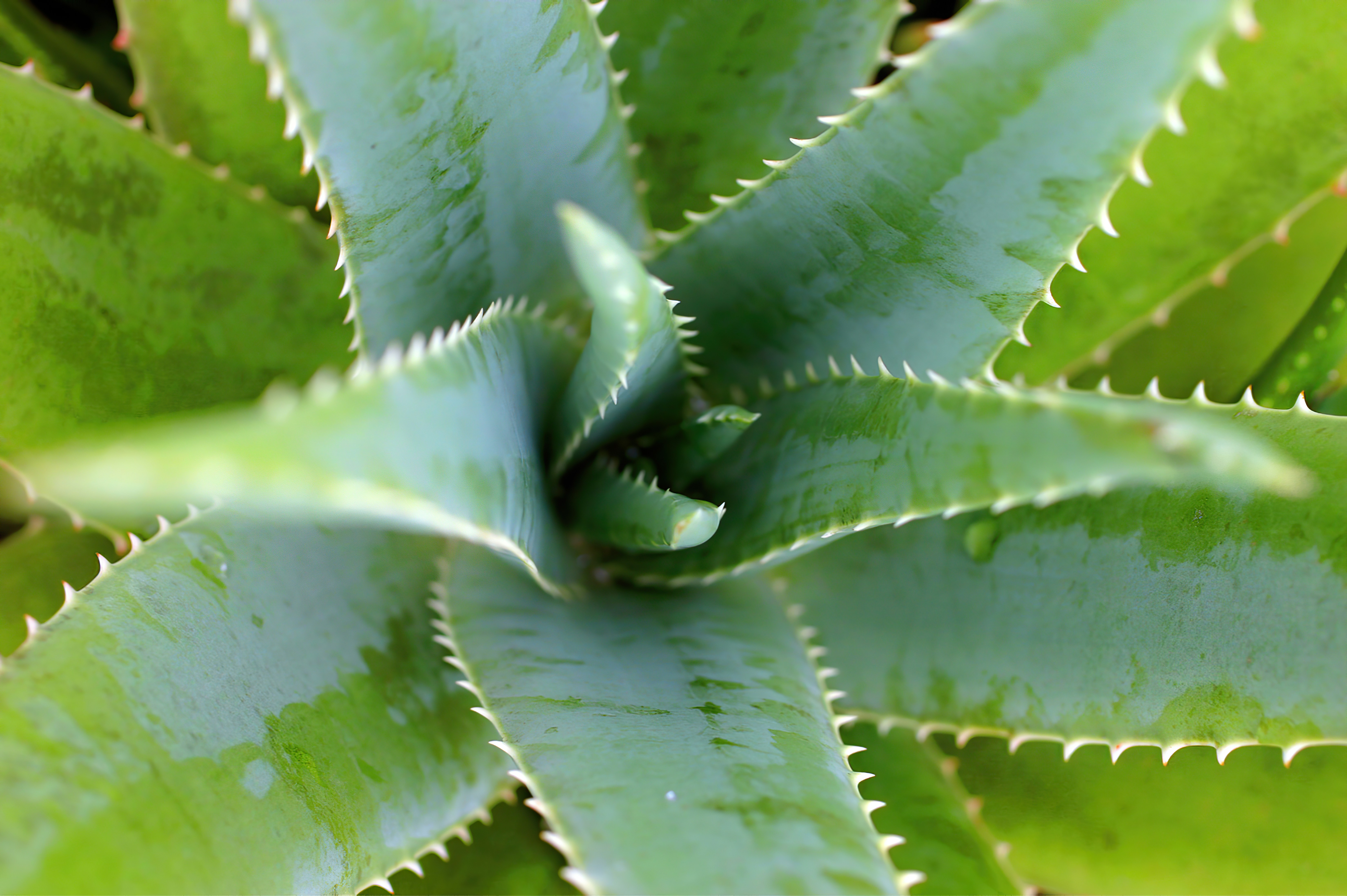 A closeup of an aloe plant
