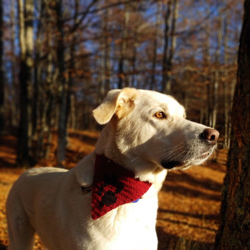 Bijpassende kap en hondenbandana