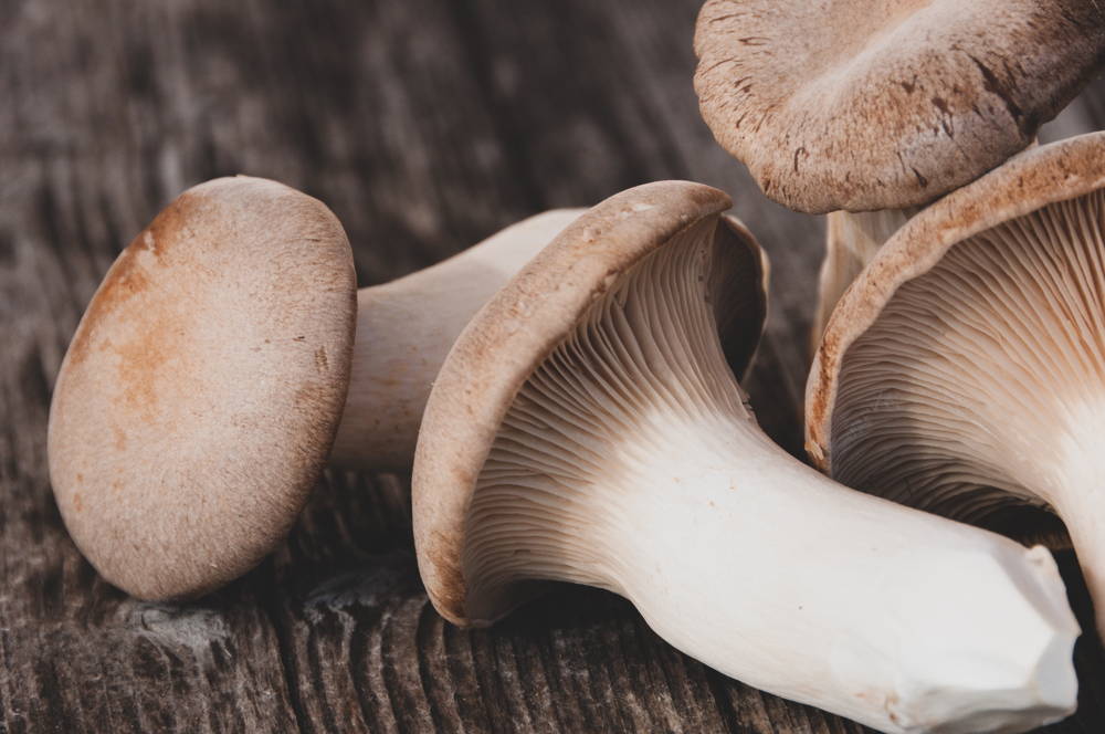 King Trumpet mushroom on table