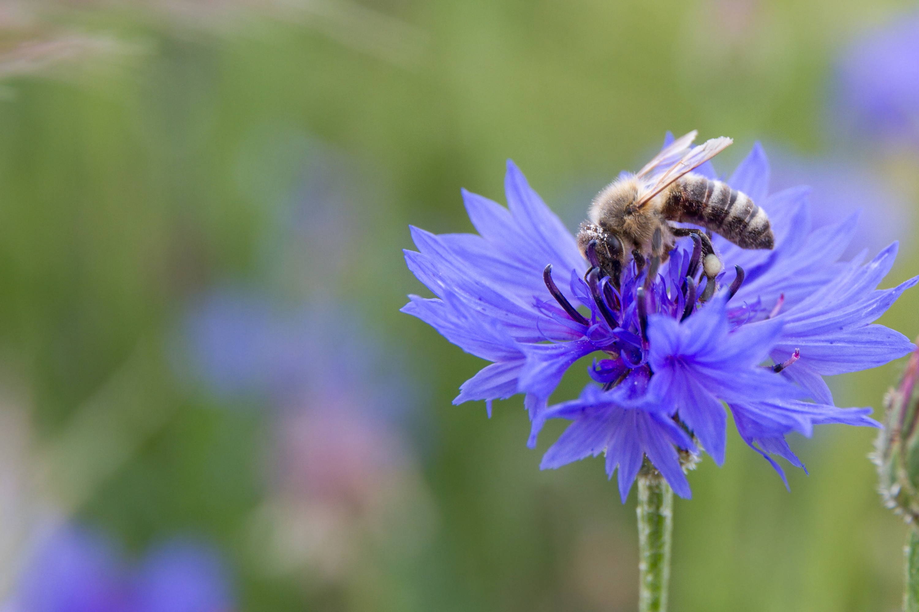 Pollensammelnde Biene auf Kornblume