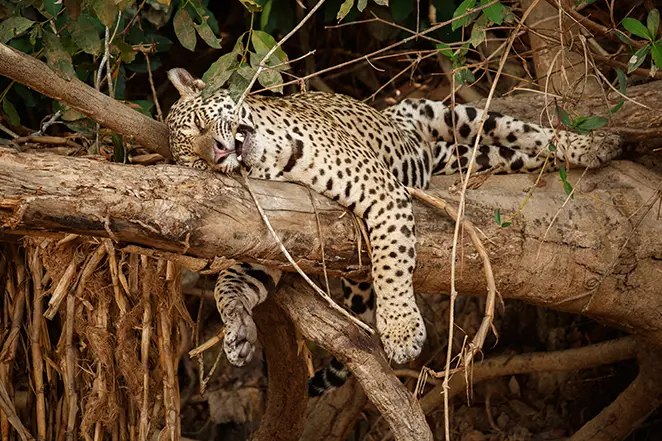 Tigre dormant sur un arbre