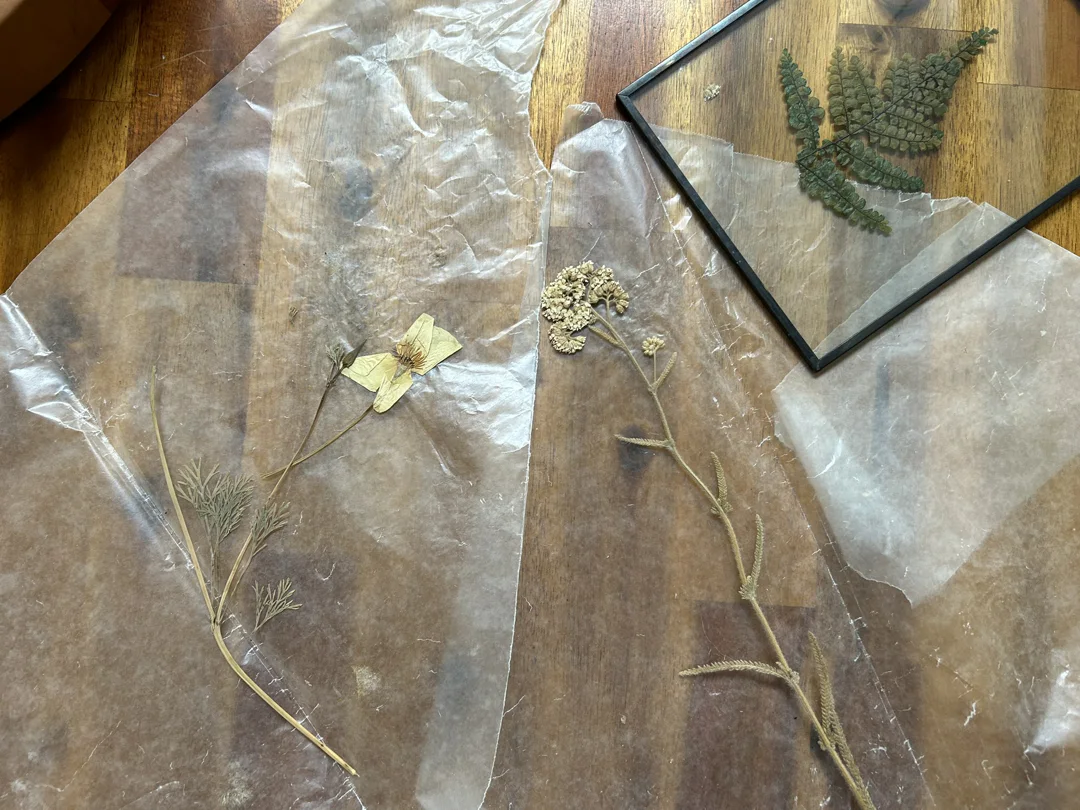 Pressed California poppy, yarrow, and ferns