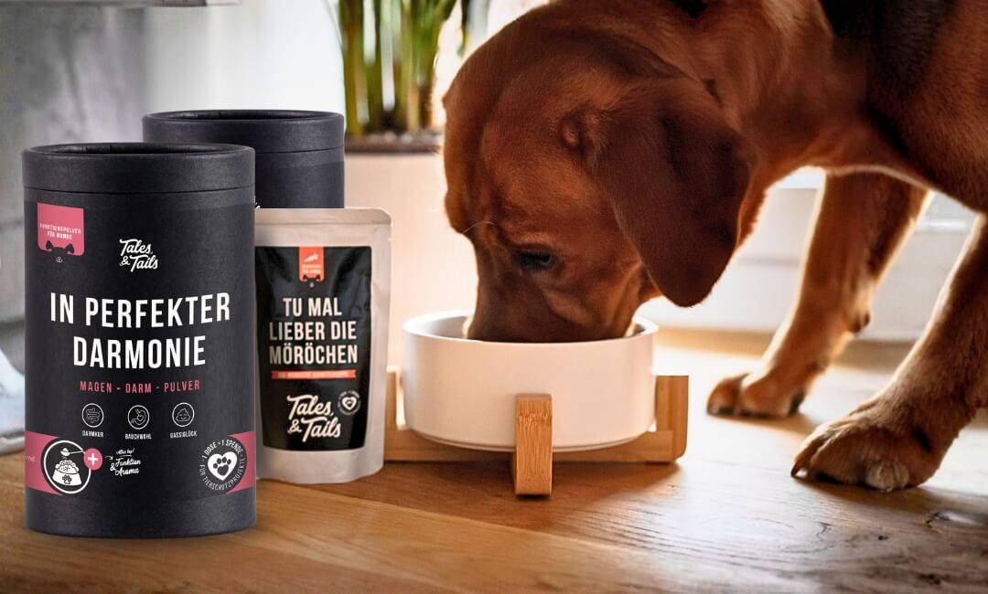 Gesunder, zufriedener Hund nach Magen-Darm-Kur mit Tales & Tails Produkten