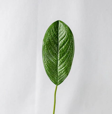 Small Magnolia Leaf (12 Pack) -Realistic Artificial Flowers - Image 3