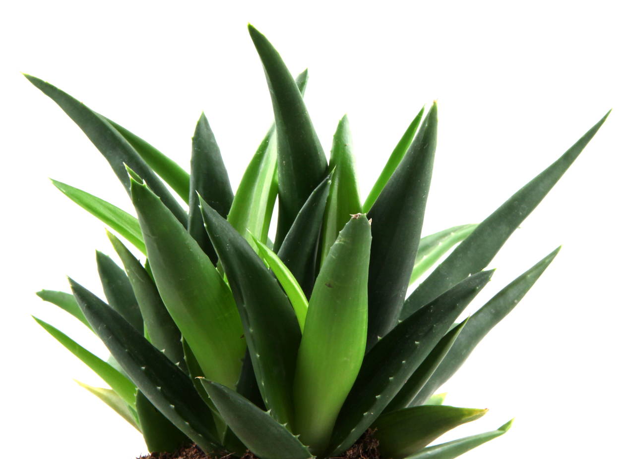 Cultivate Aloe Vera Grow Your Own First Aid Kit Repotme