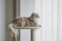 高さ124cmで猫と視線が重なる様子