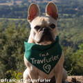 Francis Travel Dog Instagram Page