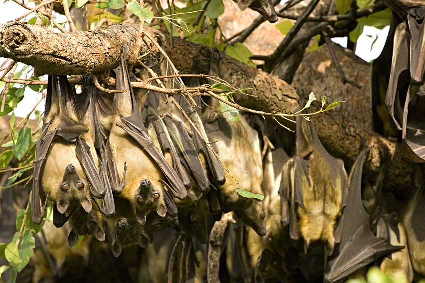 6 Day Unique Bat Migration Safari in Kasanka National Park, Zambia