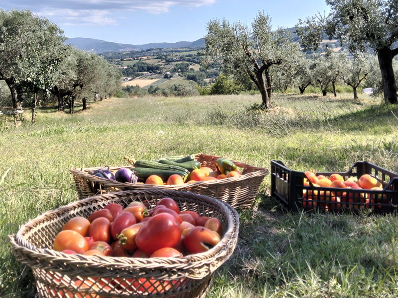 Cooking Classes Narni: Secrets and techniques of tiramisu and homemade pasta
