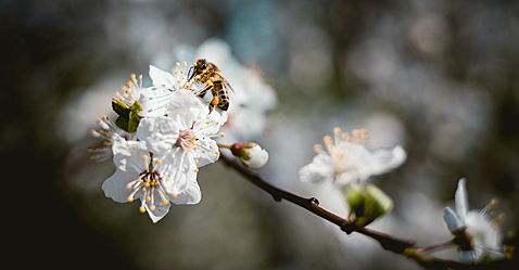  Hamburg
- Bienen aller Art wie Wildbienen oder Honigbienen sichern die Vielfalt unserer Nahrung.