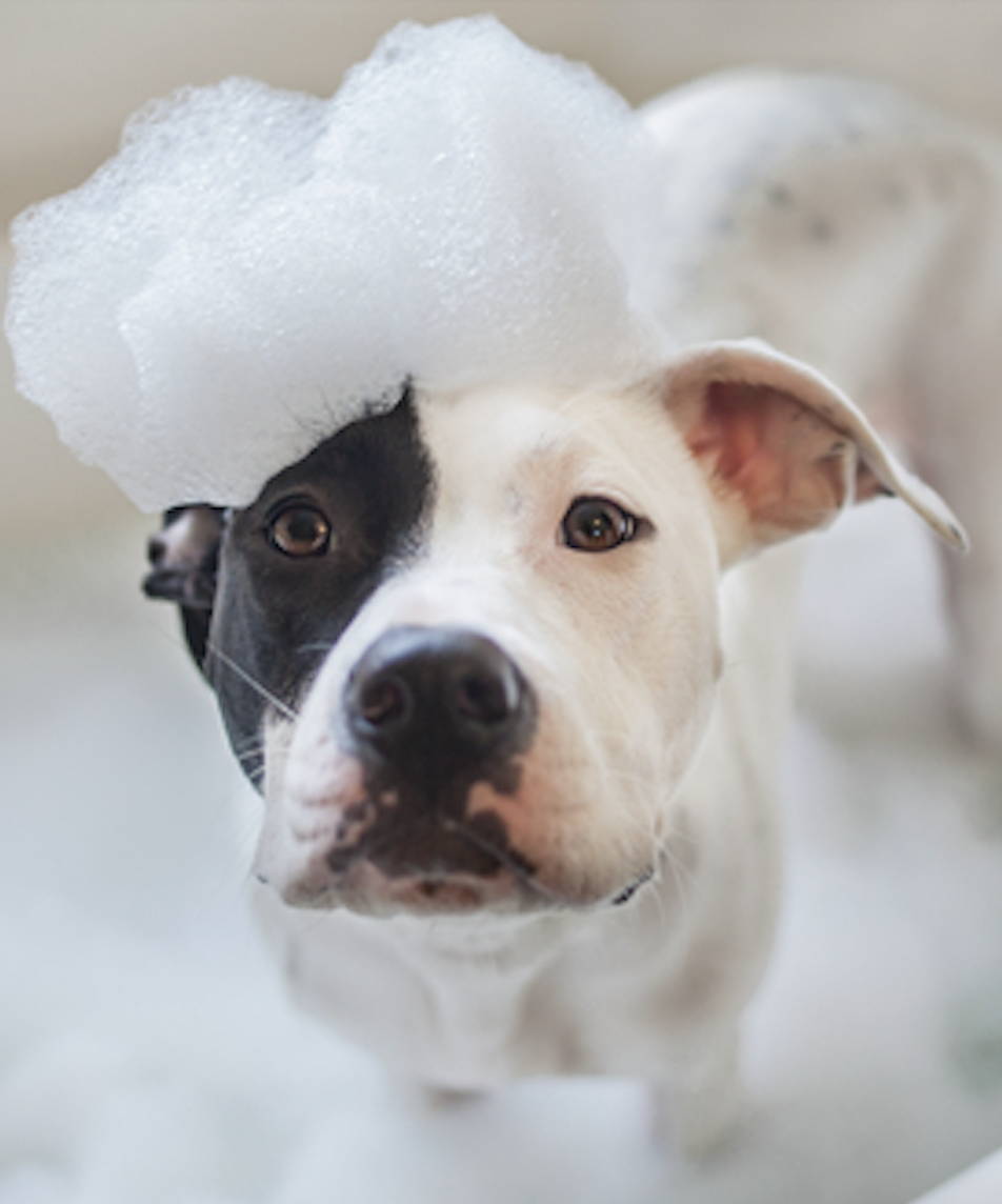 Pitbull with soap bubbles during bathtime with an anti-itch shampoo